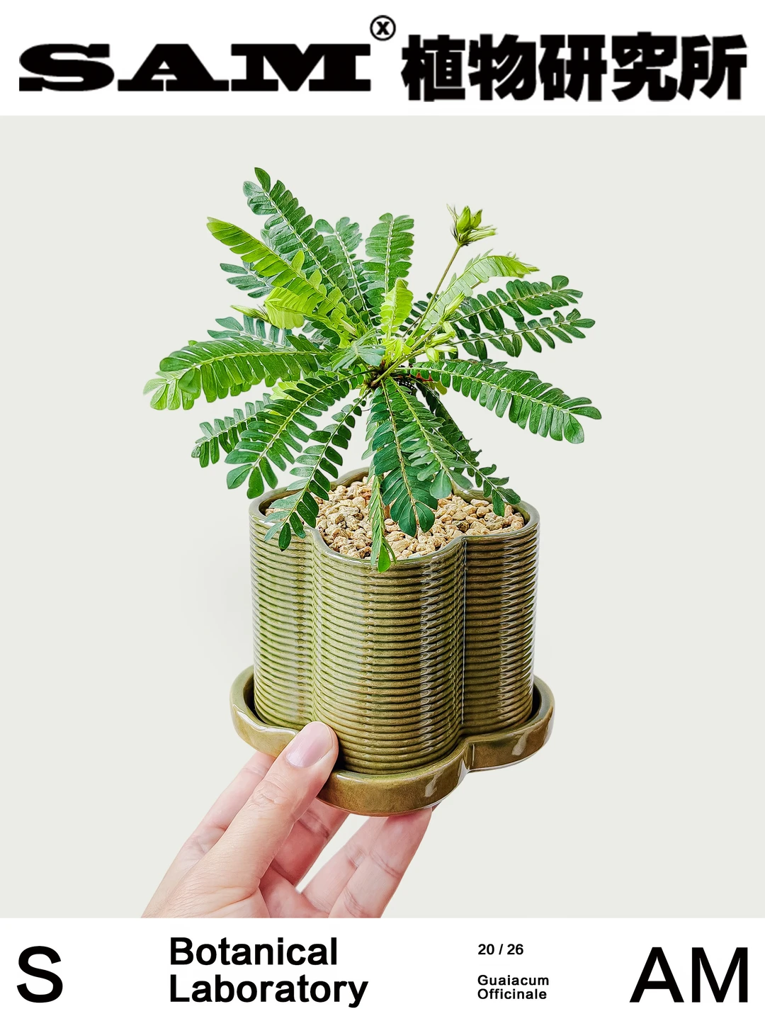 生命树｜Biophytum Sensitivum (L.) DC.