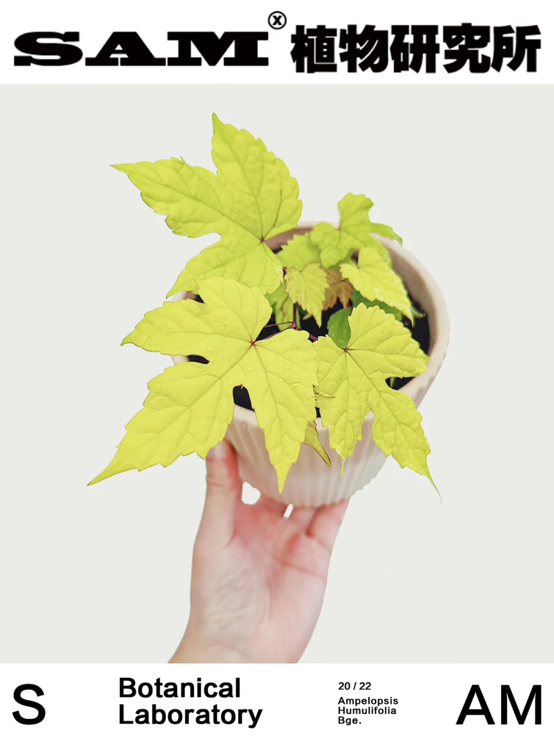 金叶蛇葡萄｜Ampelopsis Humulifolia Bge.