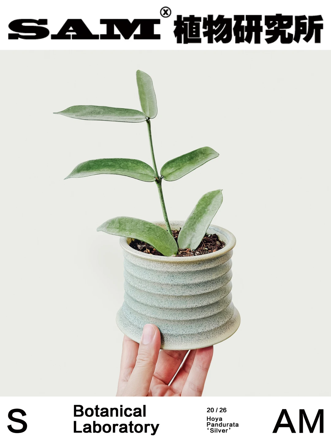 全银琴叶球兰｜​​Hoya Pandurata ‘Silver’