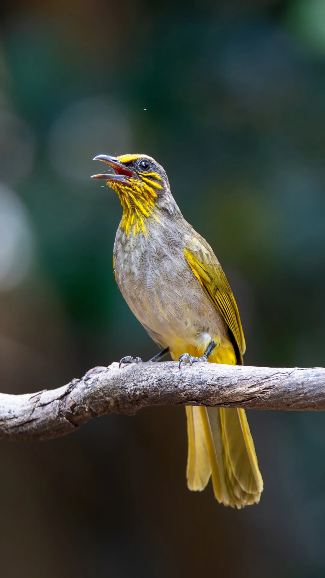 纹喉鹎的装扮真是精致啊