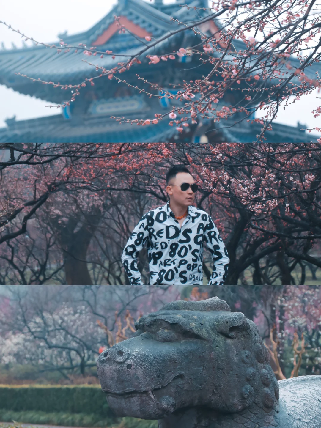 烟雨梅花的明孝陵，绽放着金陵城的唯美古韵！