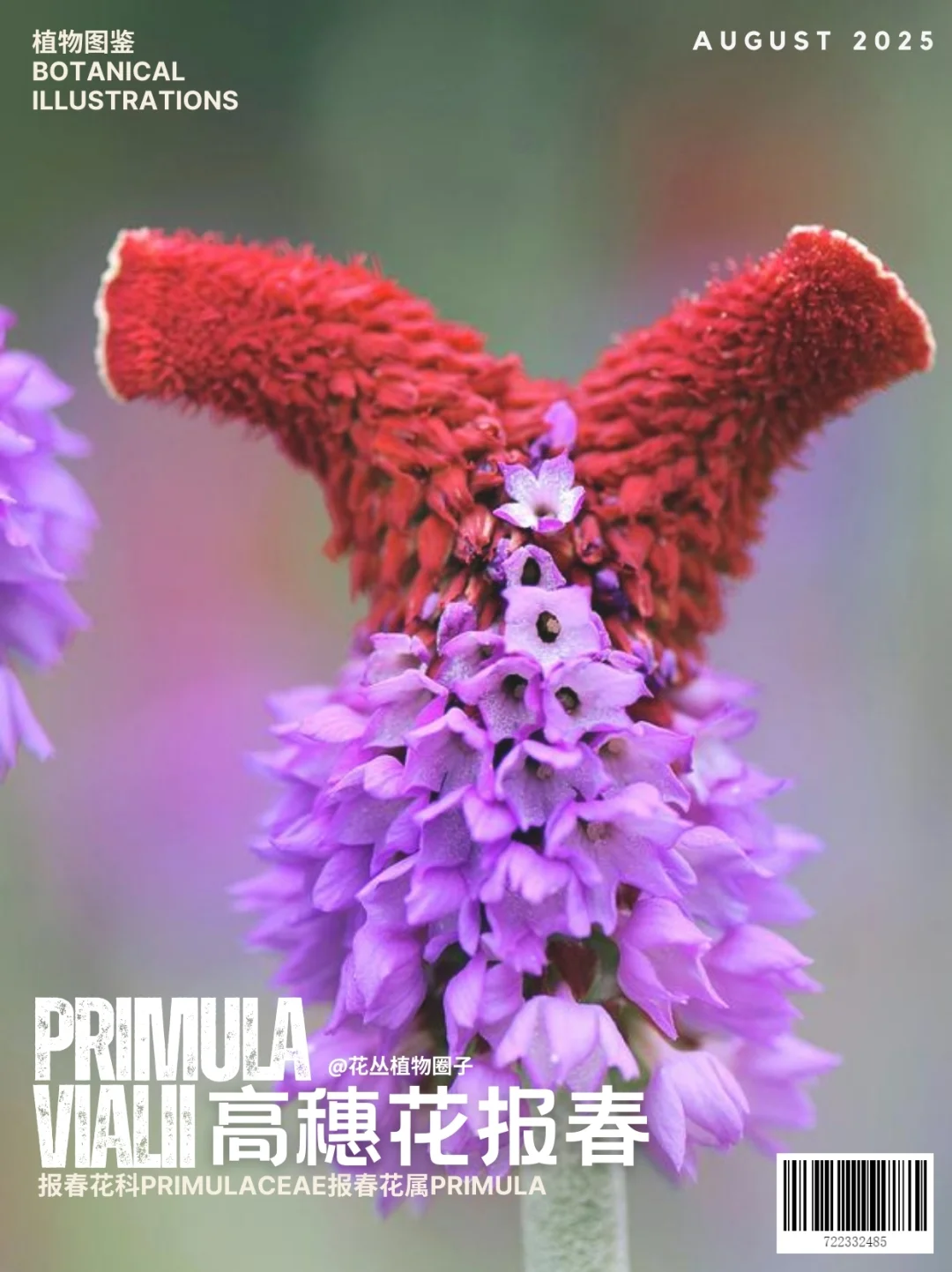 高穗花报春Primula vialii