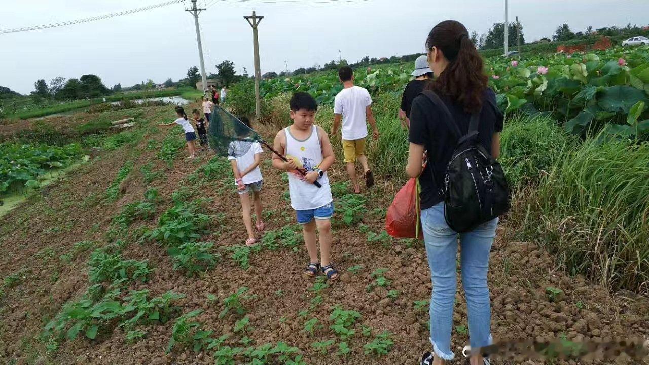 周末藕塘嬉戏，共赴夏日美好
蝉鸣盛夏，荷风送香
武汉RAV4荣放越野大队周末暖心集结！十余组家庭自驾奔赴江夏、鄂州交界车友自家藕塘，逃离城市喧嚣，奔赴一场惬意的夏日田园之约。

满塘荷叶连天，清风裹挟淡淡荷香，氛围感满满。车友们挽裤赤脚走入荷塘，穿梭层层碧叶之间，俯身挑选饱满清甜的莲蓬。 ​