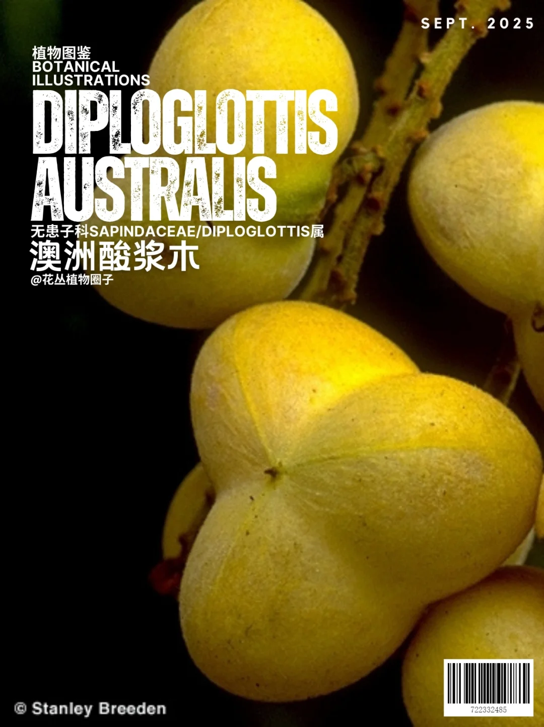 澳洲酸浆木Diploglottis australis