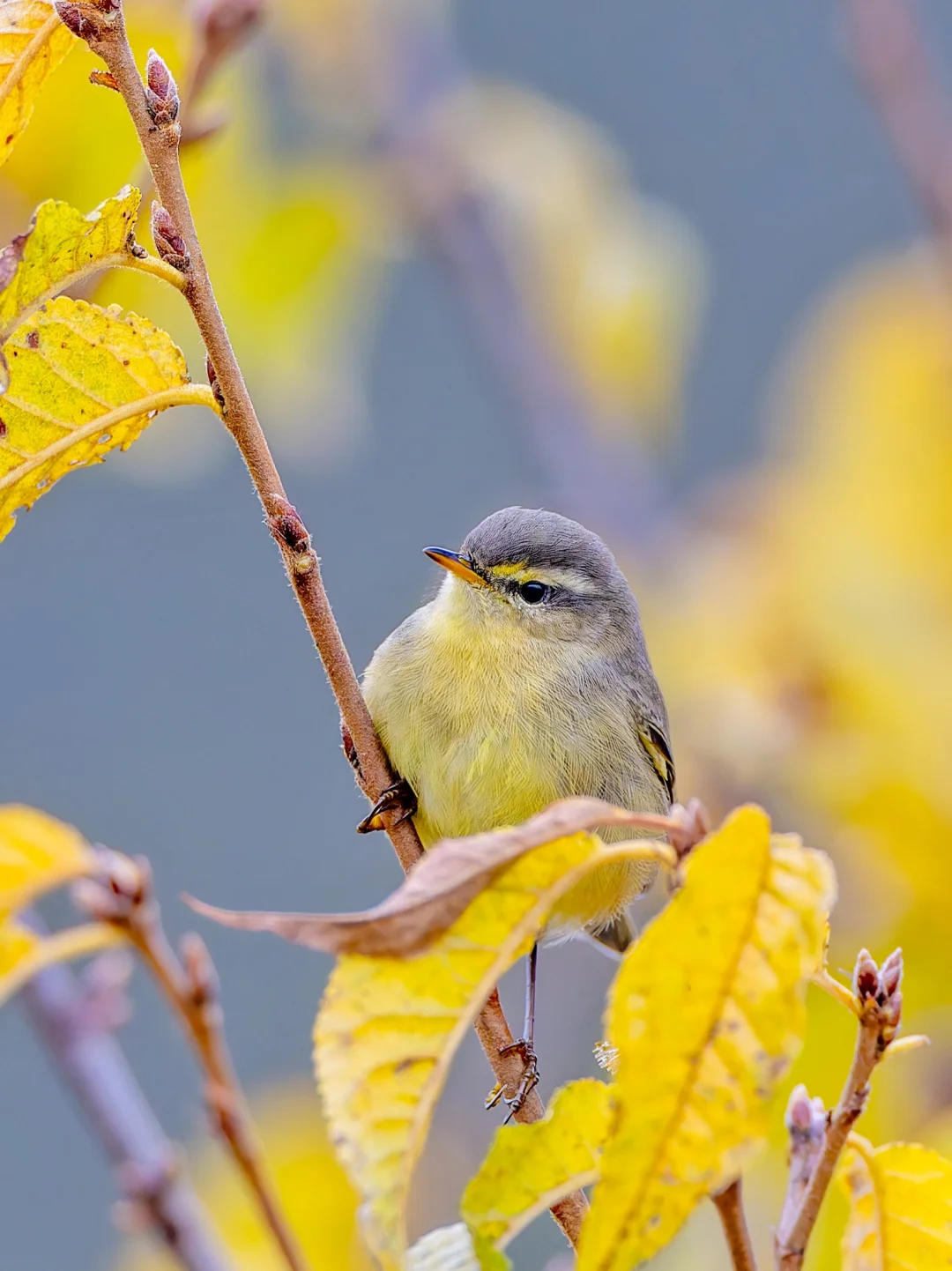 谁能拒绝圆圆的小黄鸟：黄腹柳莺