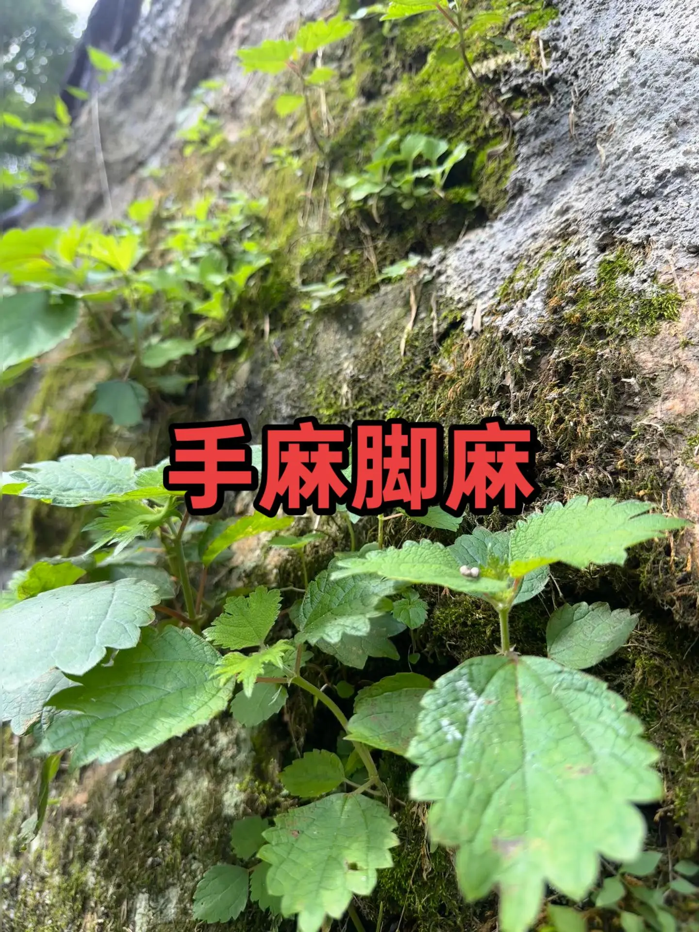 第二届