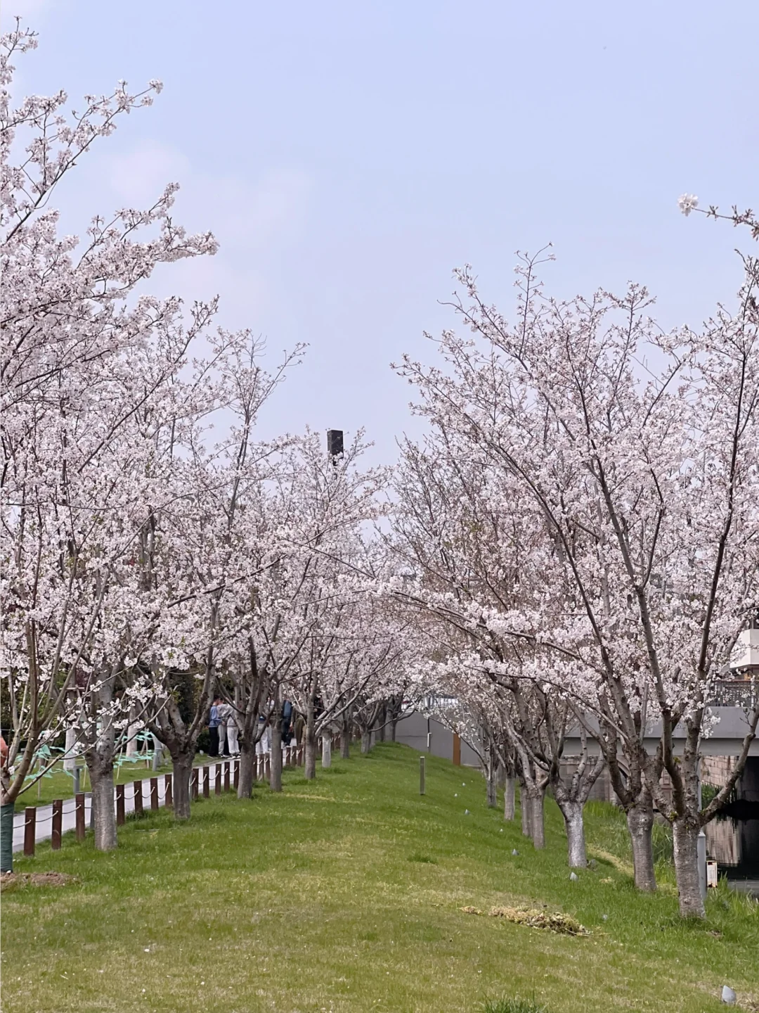 蟠龙新天地的樱花小径 静谧而美好…