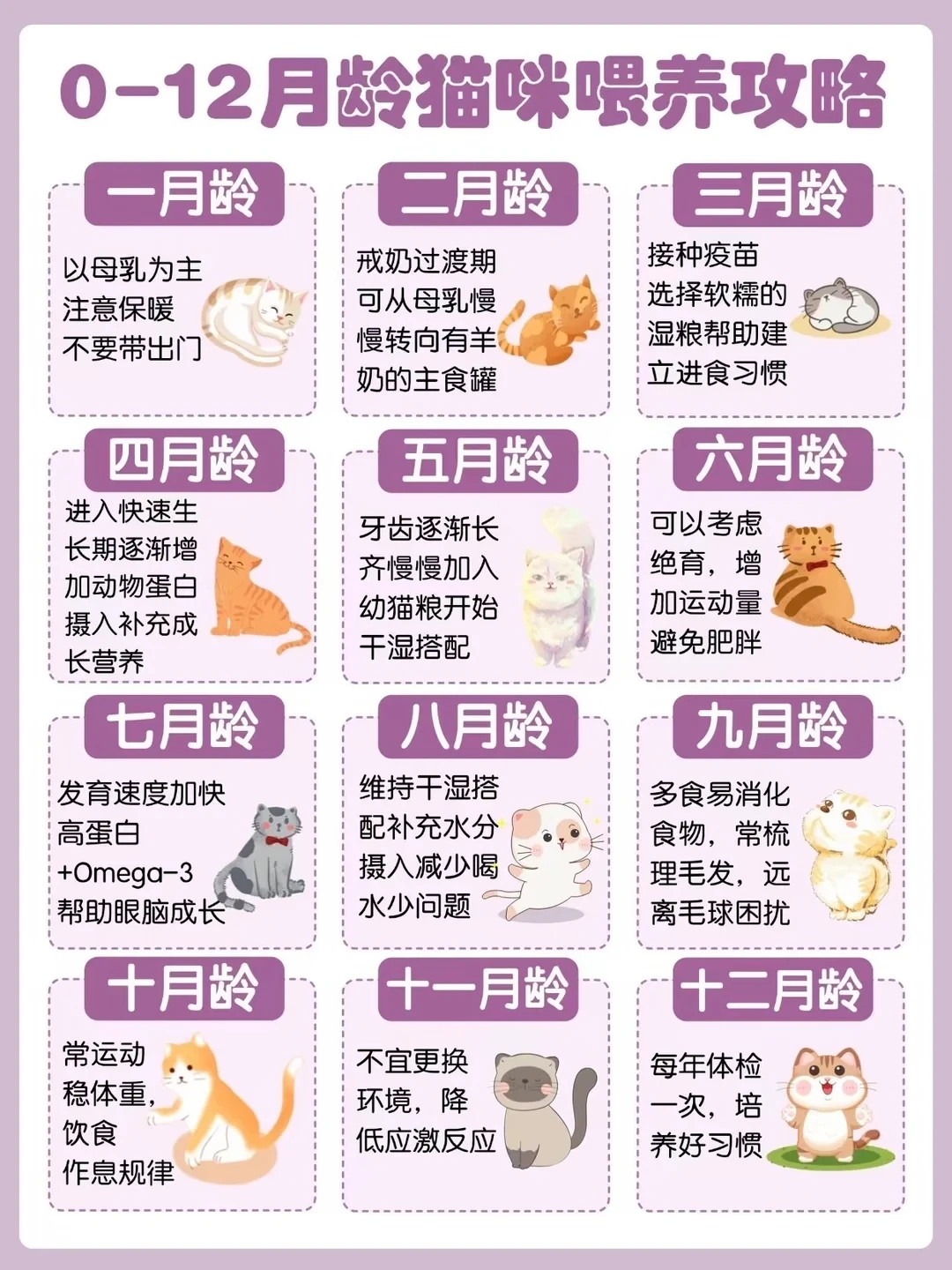 新手养幼猫｜0-12个月分阶段喂养攻略