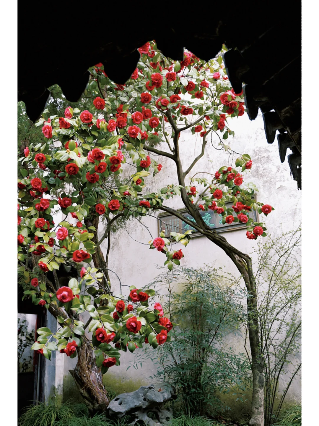 苏州园林 | 留园里的一树春日红山茶瀑布🌺