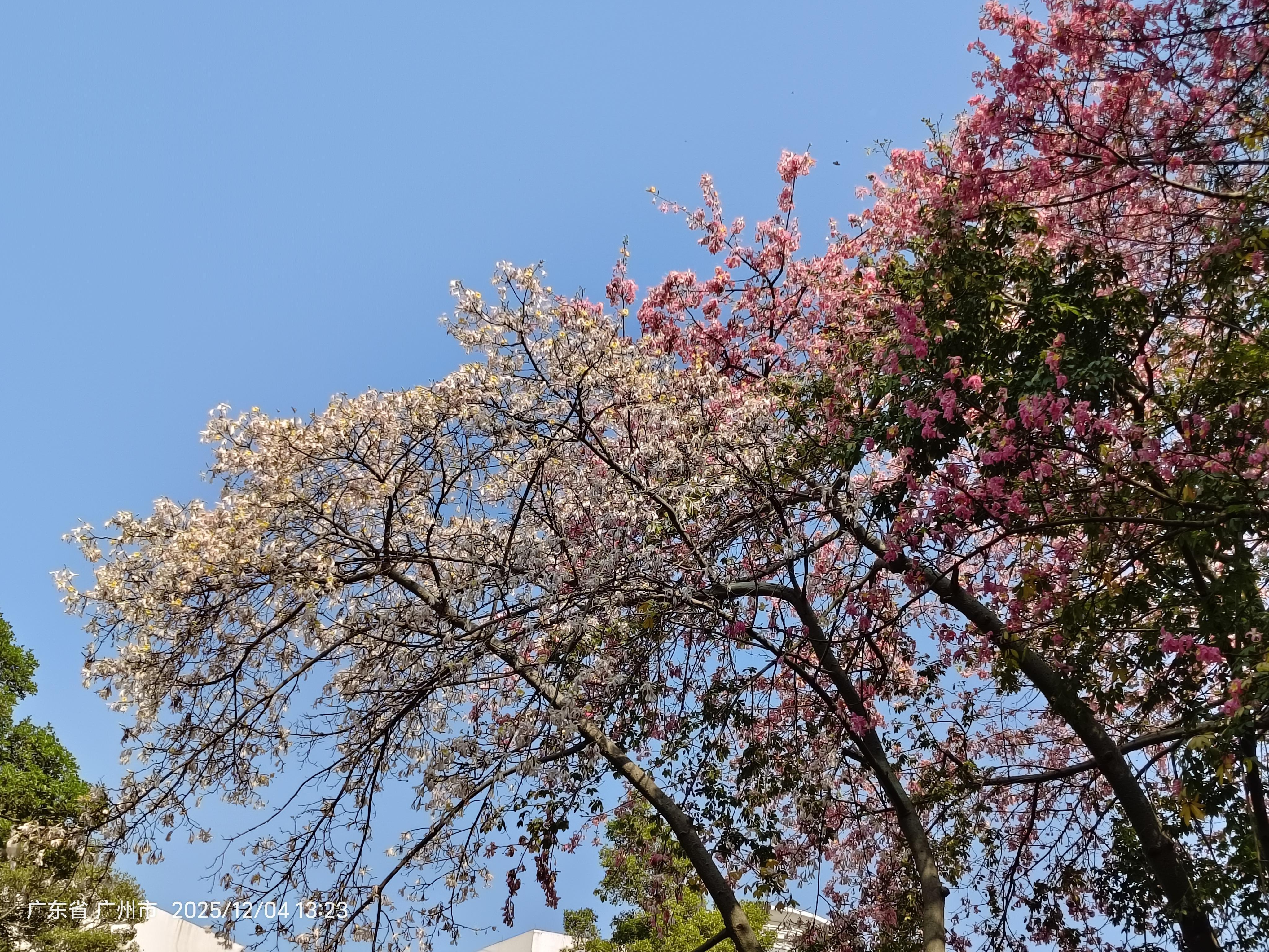 <p>分享一张最近随手拍的照片广州市天河公园 <!--{img:0}-...