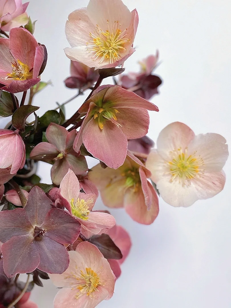 带你每天认识一种花材183｜单瓣菟葵