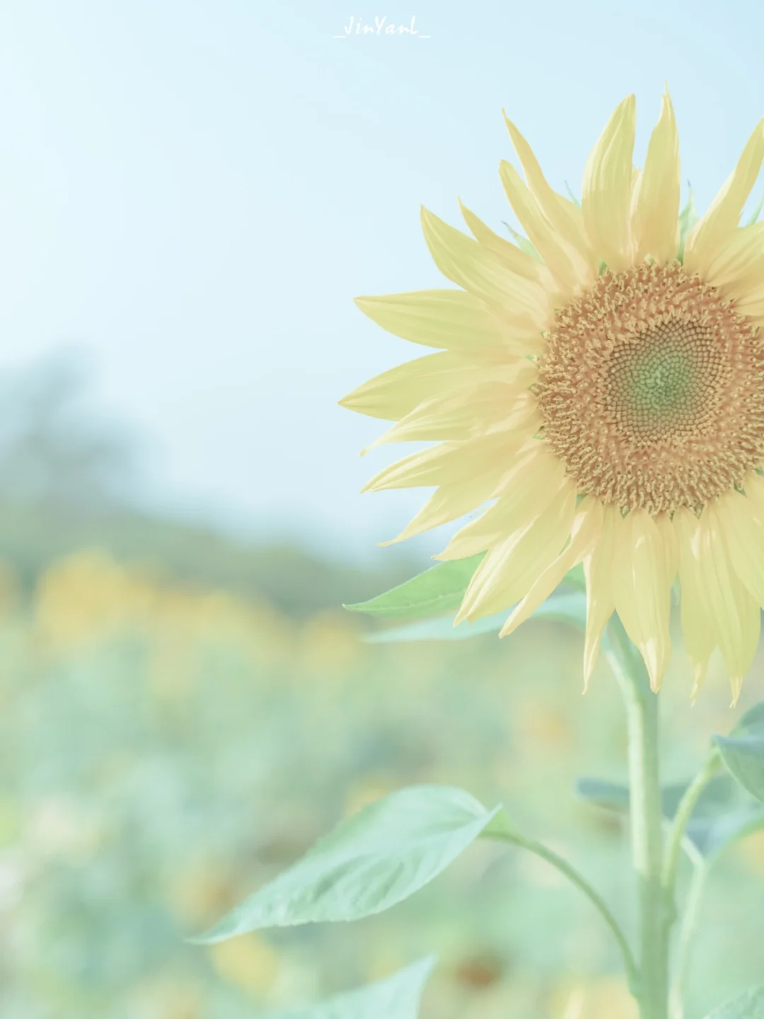厦门拍摄｜原来向日葵🌻是秋天的呀
