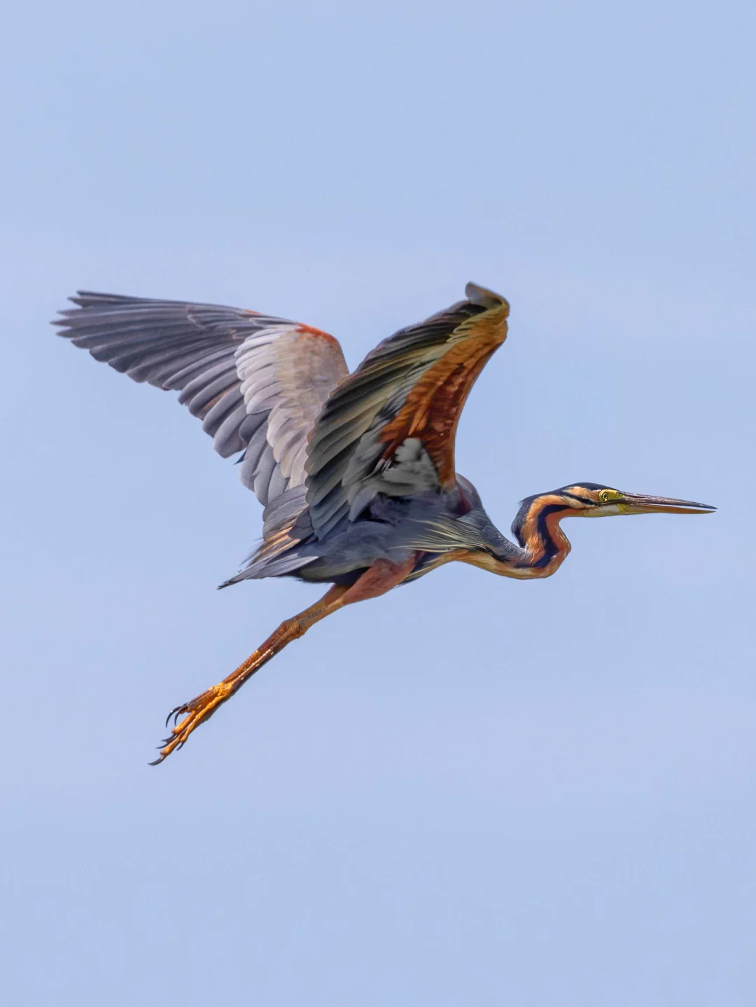一只起飞的草鹭 Purple Heron