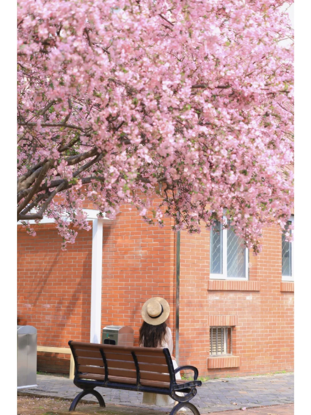 武汉冷门海棠花瀑❗️我愿称为海棠天花板