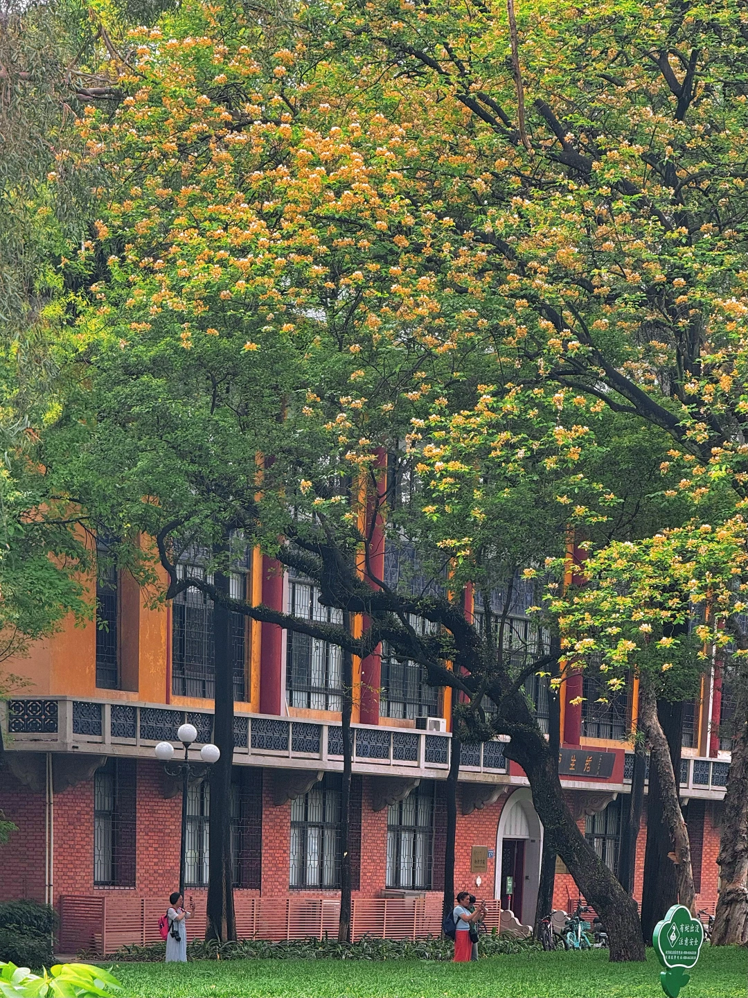 4.11实况📸广州这个百年学府的鱼木花好治愈