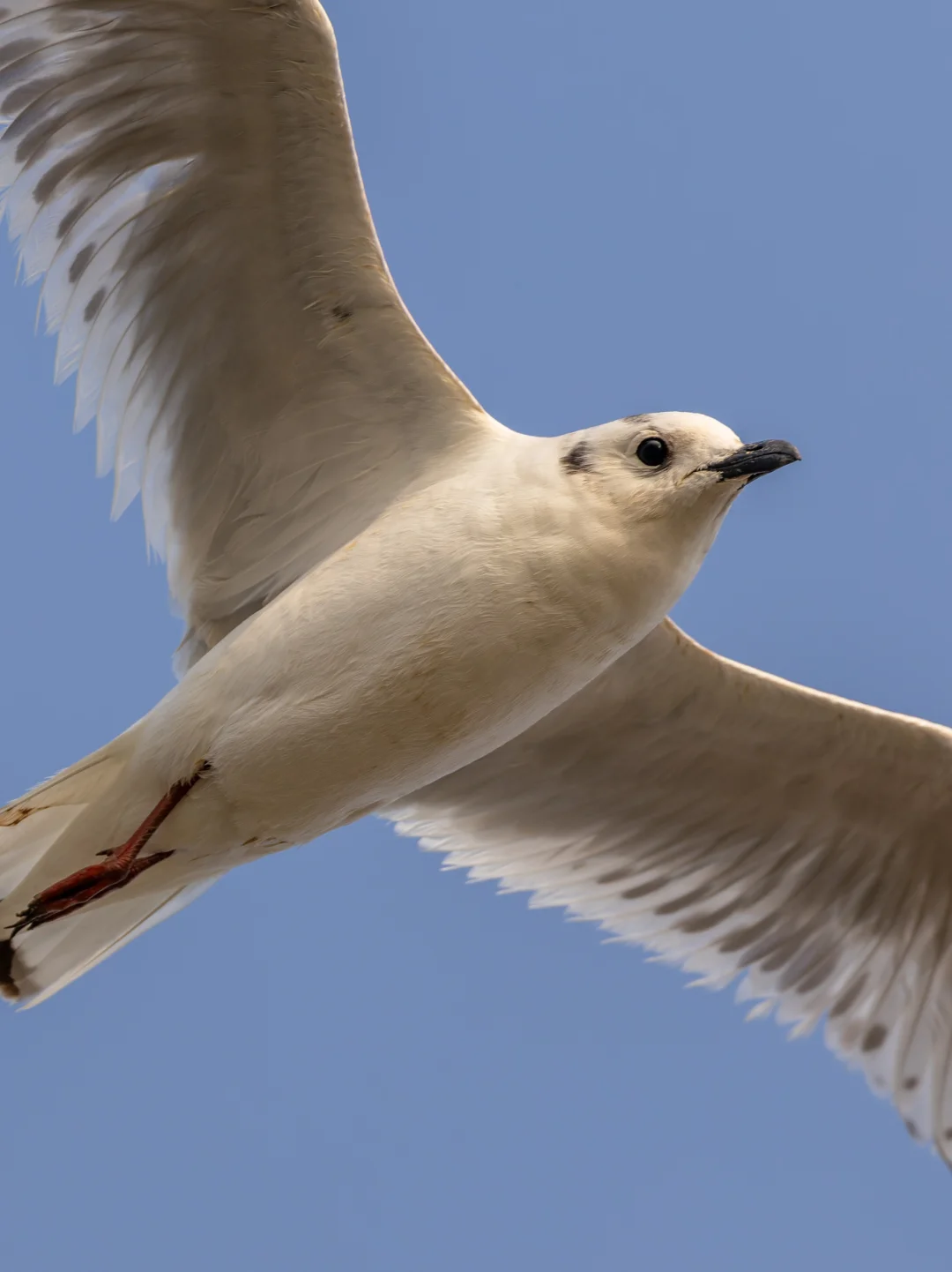 高清爽拍国保一级黑嘴鸥！