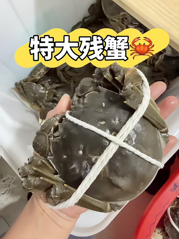 断了一条腿的螃蟹🦀宝子们介意嘛