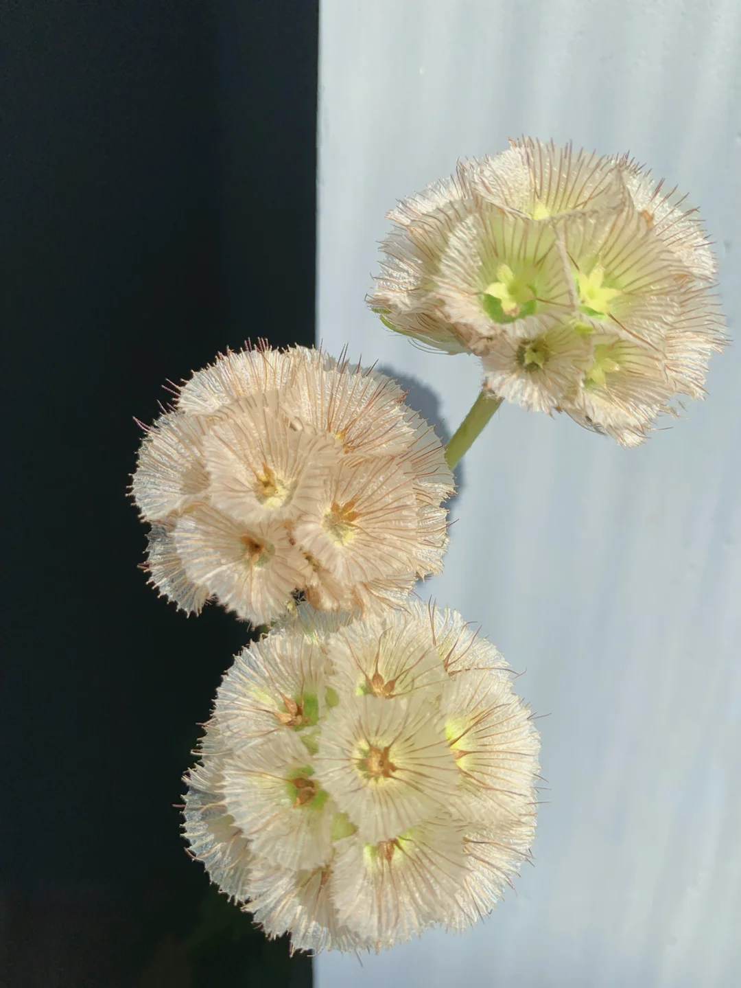 带你每天认识一种鲜花8｜风车果