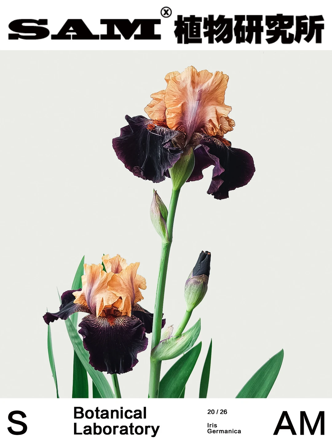 德国鸢尾｜Iris Germanica