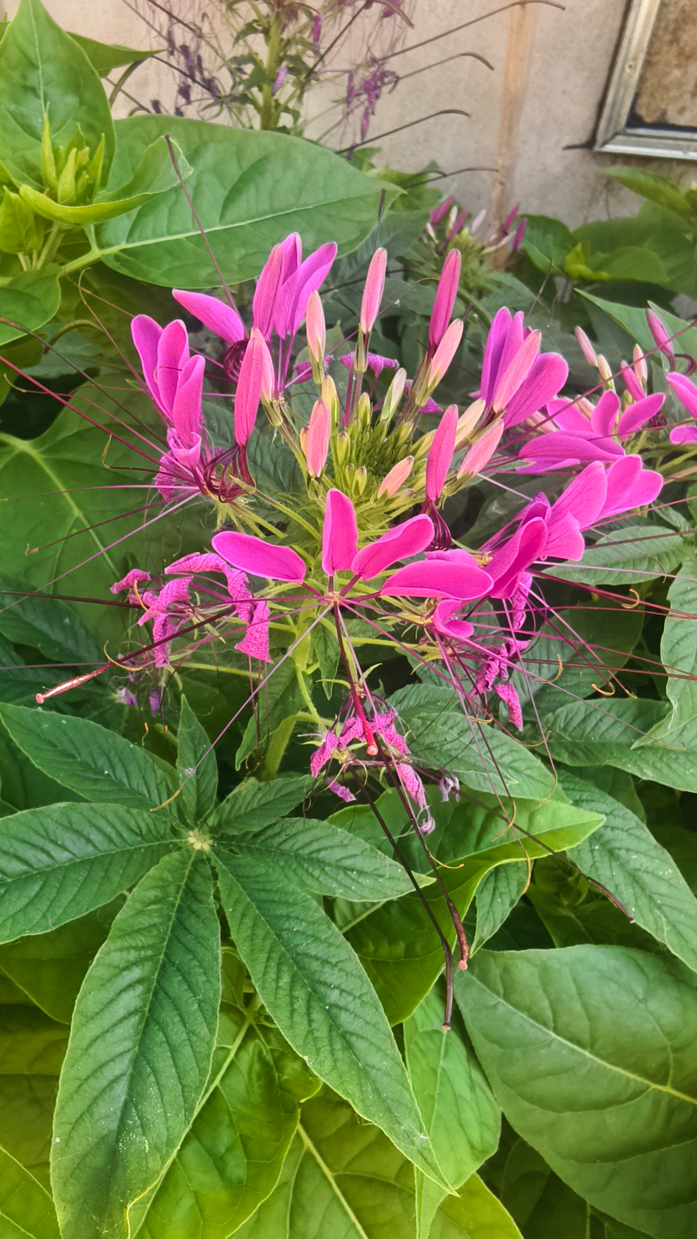 花花 ​​​