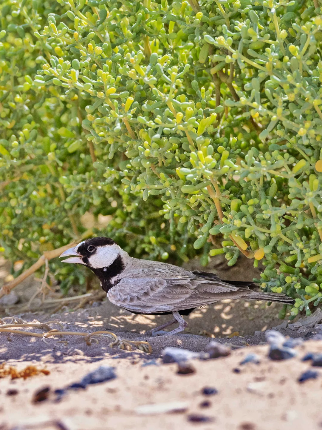 小灌丛里找到一只 黑顶雀百灵