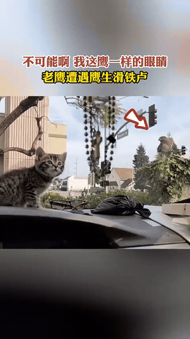 老鹰这辈子都有阴影了吧