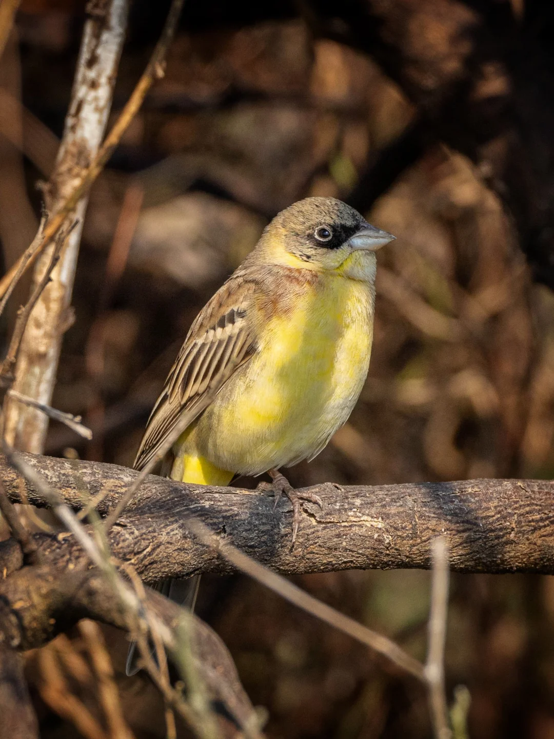 “罕见黑眼圈”黑头鹀成功现身
