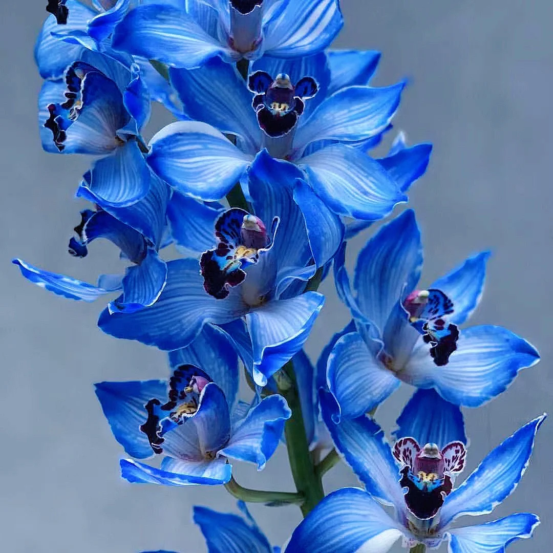 带你每天认识一种花材64｜克莱因蓝大花惠兰