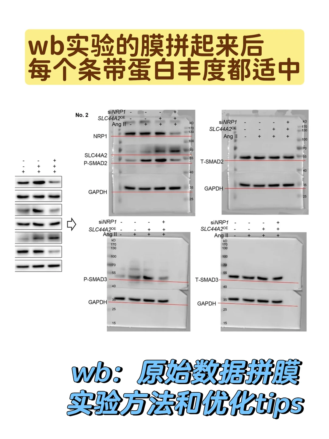 wb实验｜裁膜发光的小技巧（原始数据必备）🌟