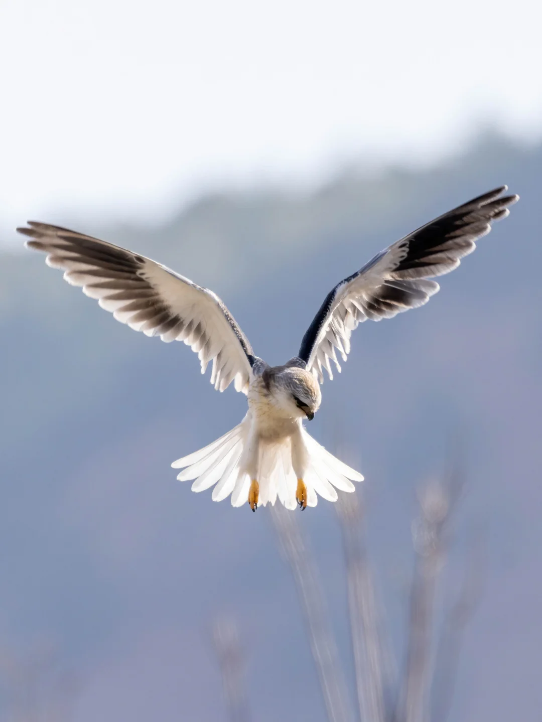 黑翅鸢的究极悬停绝技！