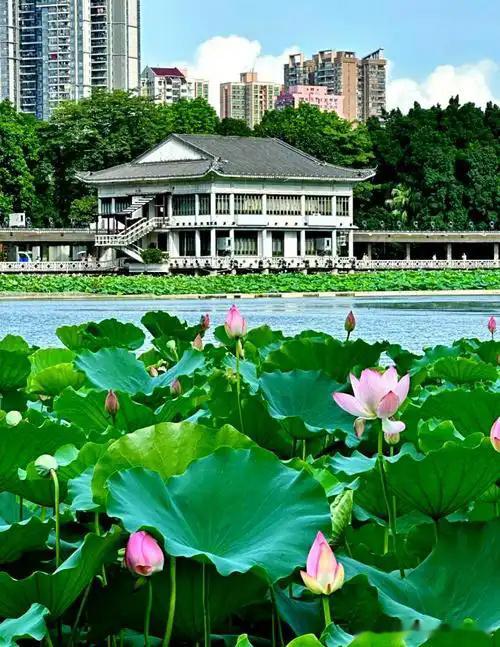 2026年广州荔湾湖公园今夏第一波荷花已经进入初花阶段，核心赏荷区为海...