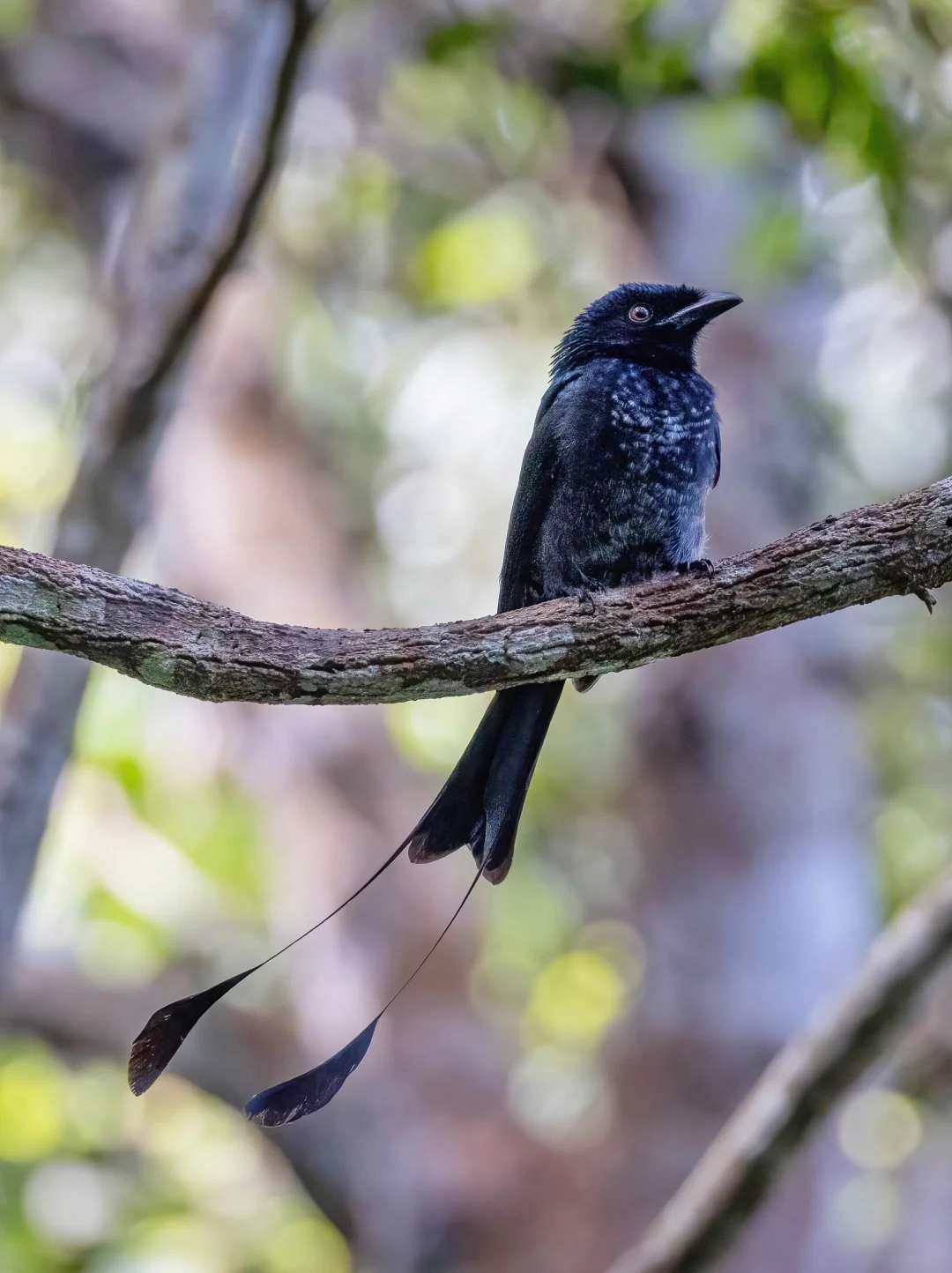 银色大盘尾的丝带好飘逸啊