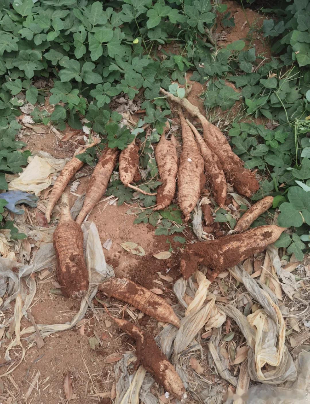 中药药性--谈葛根（三）黄元御《长沙药解》葛根原文全篇+系统注解一、原...