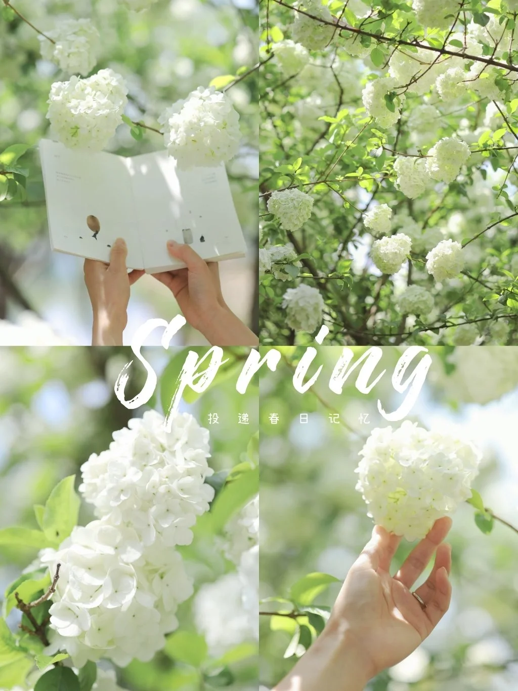 被问爆的清新木绣球教程，这样调色美翻天❗