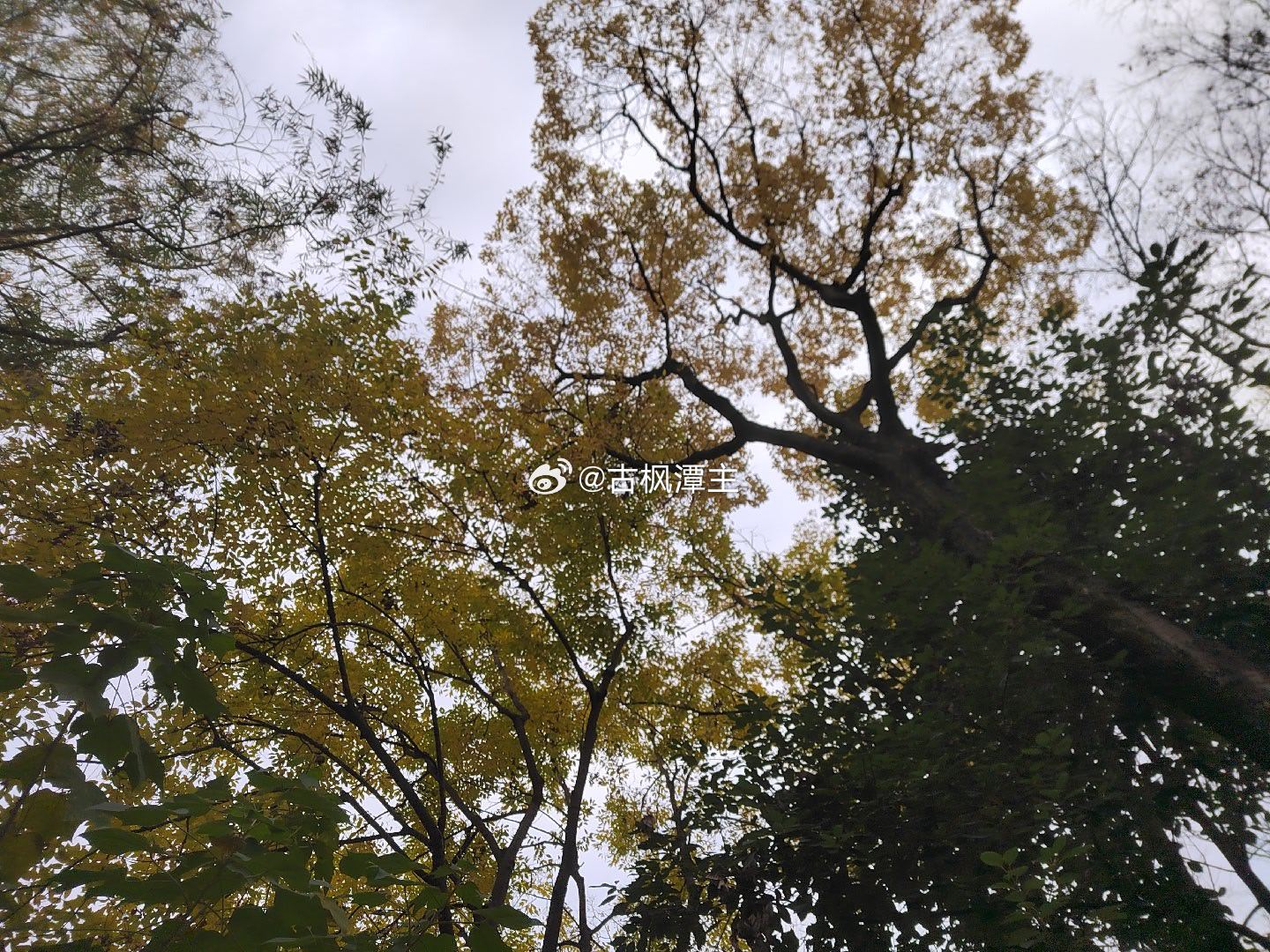 今天听闻：乌克兰连续两天派遣上千架远程无人机，对俄罗斯的腹地进行战略轰炸！最远的轰炸目标距离莫斯科仅仅20公里！
这是现代战争史上的一次开创式的突破！以前的战略轰炸都是由昂贵的战略轰炸机来完成的。成本高，损耗大，不是一般的小国可以想象的。现在，看似穷困的乌克兰却可以用廉价的无人机来 ​