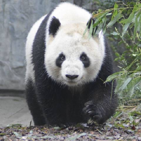 风动铃心彡