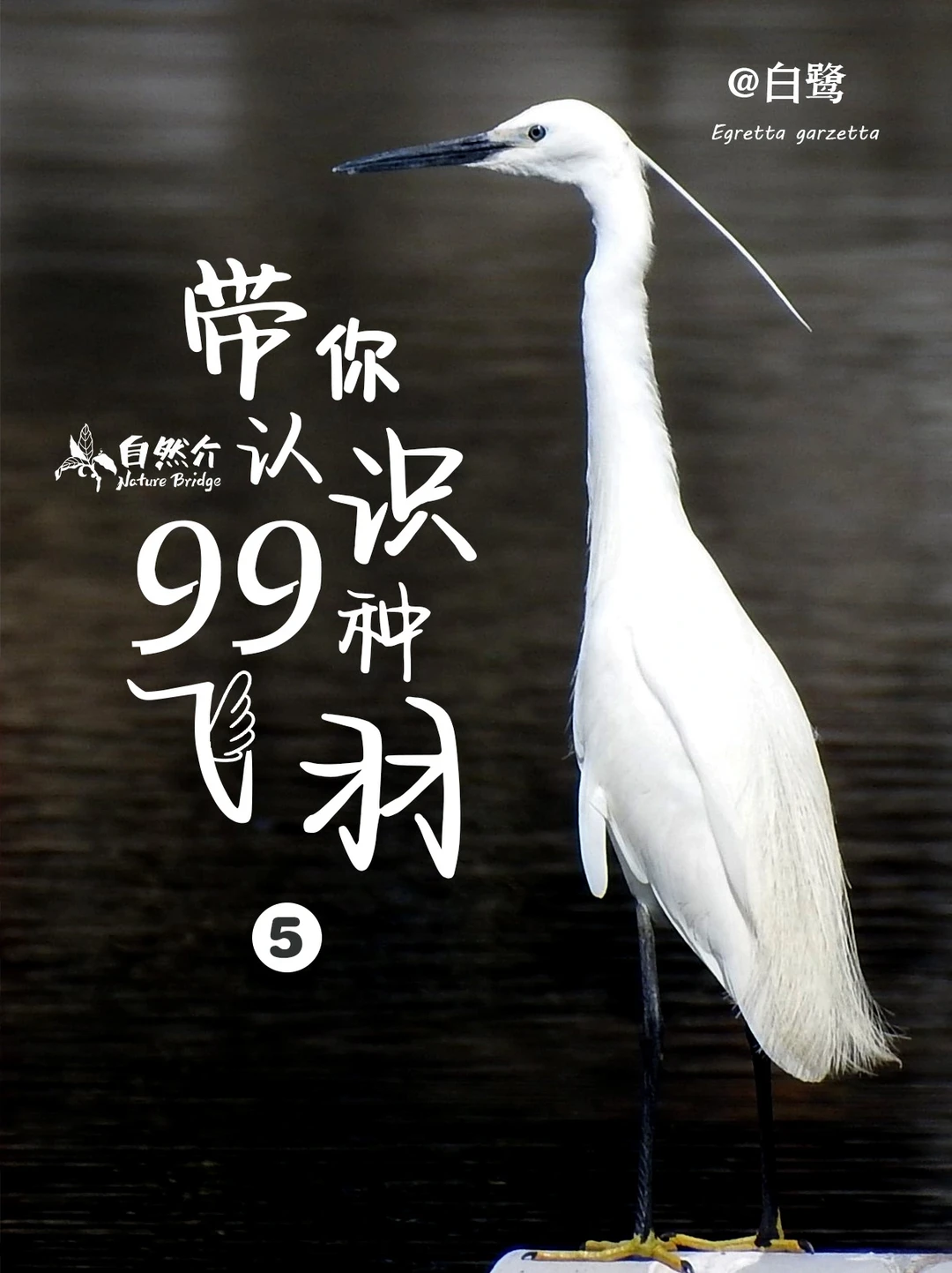 带孩子认识99种飞羽