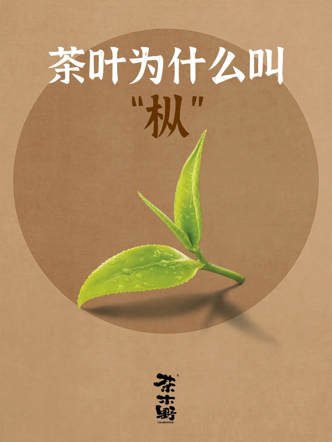 知识分享丨茶叶为什么叫枞