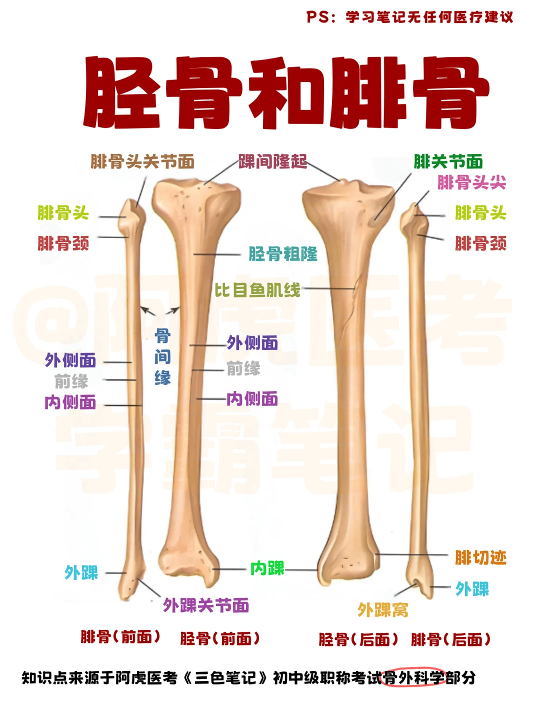 知识点分享｜胫骨和腓骨解剖结构
