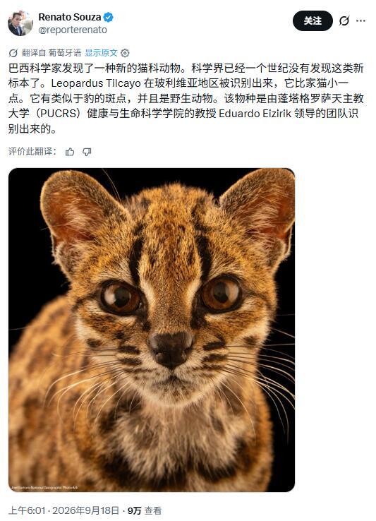 热议：百年来首次发现新物种—猫科动物 ​