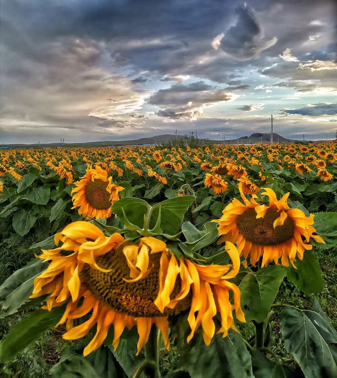 内蒙｜大草原亲子游