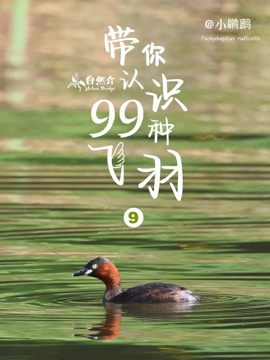 带你认识99种飞羽