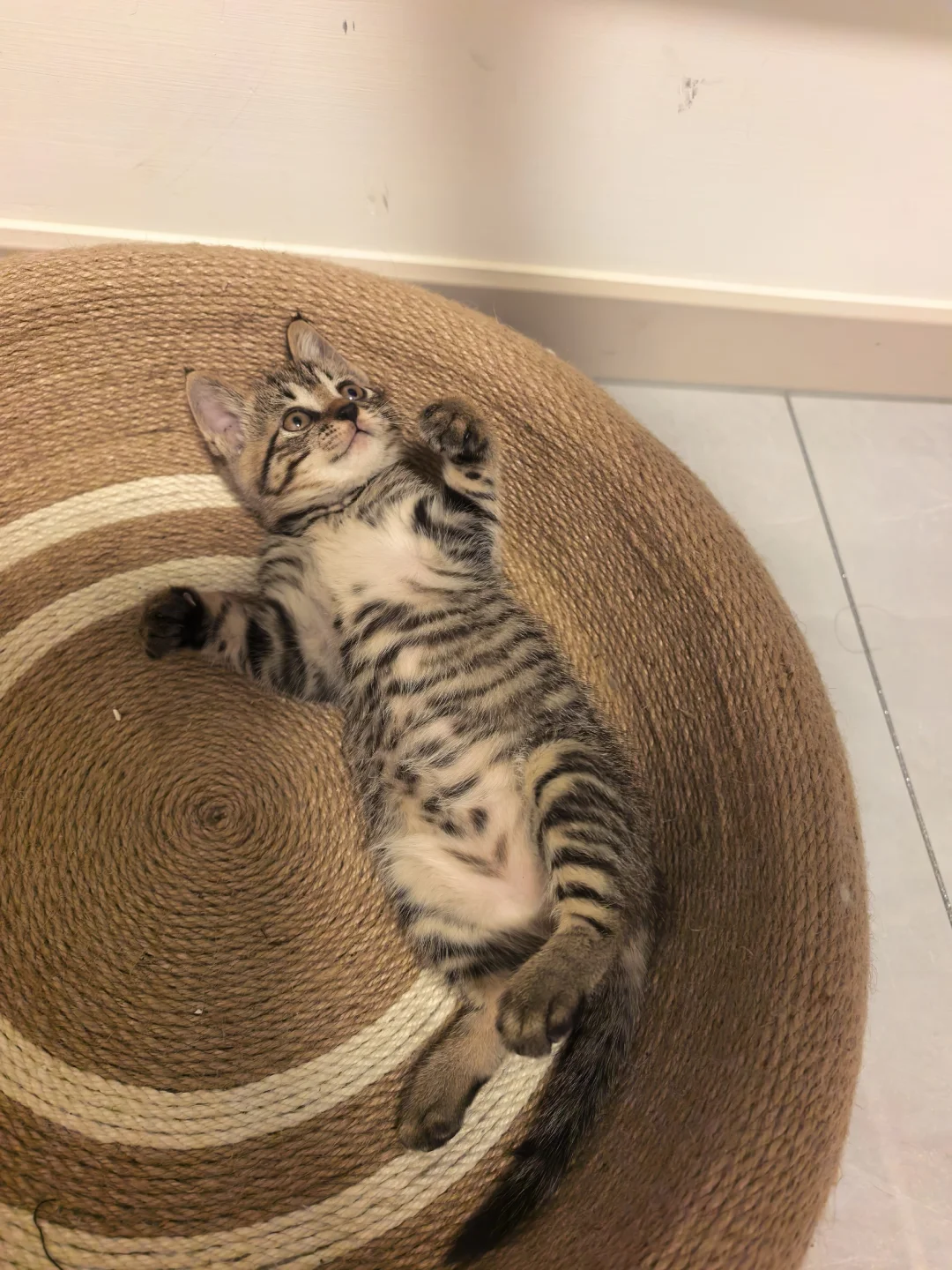 算了！和没有养过这么可爱猫的你说不清楚
