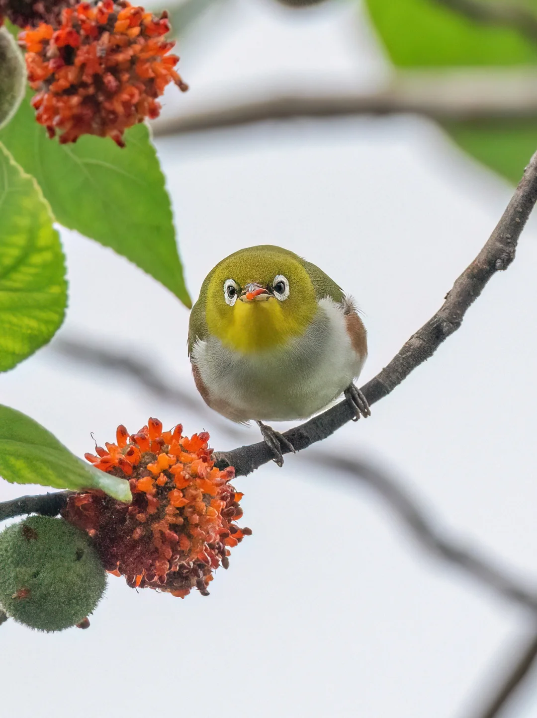怎么能有这么可爱的毛球小鸟！
