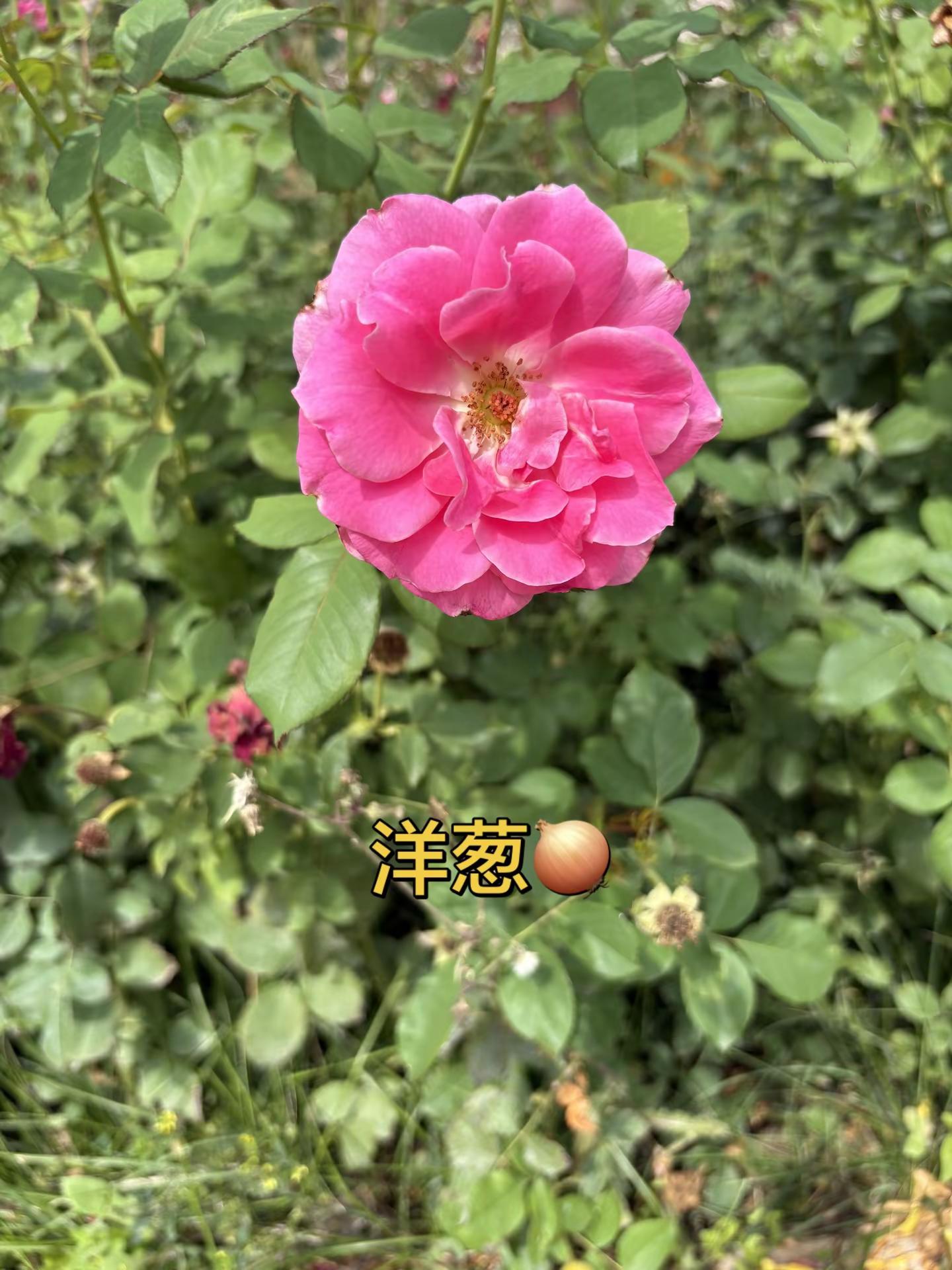 第二届