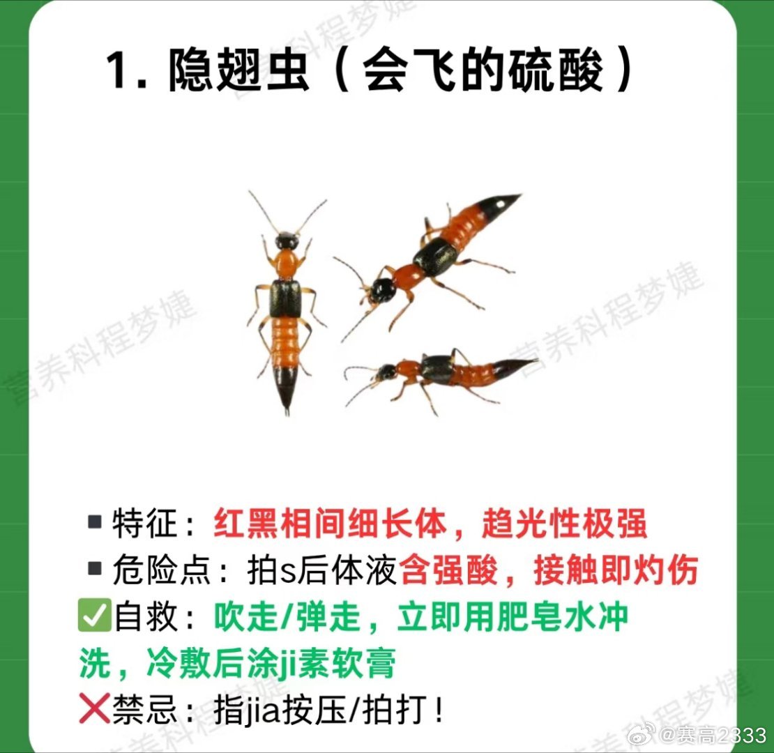 #隐翅虫灼伤网友抓狂##无尽夏夏子[超话]#
遇到毒隐翅虫进家，首先，千万别用手拍！
拍死了，皮肤接触到它含有毒素的体液了，就会引发隐翅虫皮炎。
 
别觉得皮炎没什么大不了嗷，隐翅虫皮炎一开始没症状，但之后会渐渐出现：

条状或者片状边缘清晰的红肿；
密集的小丘疹、水泡；
像烧伤一样的糜烂。
 
 ​