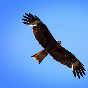 船长趣谈历史梦