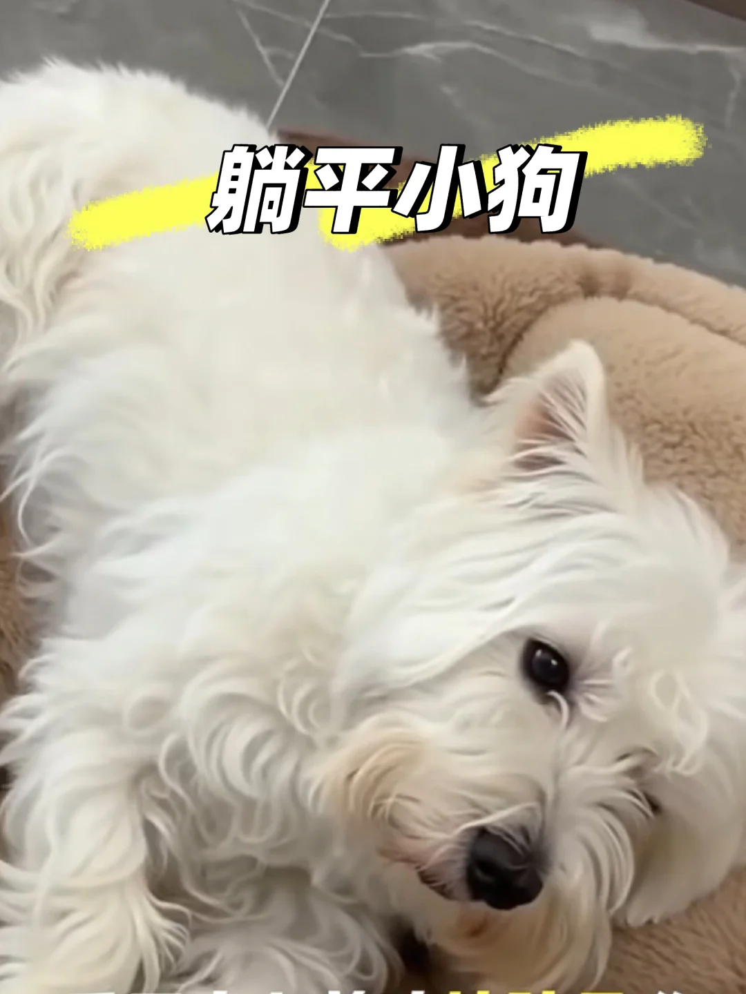 养狗的都懂的，养狗的都懂的