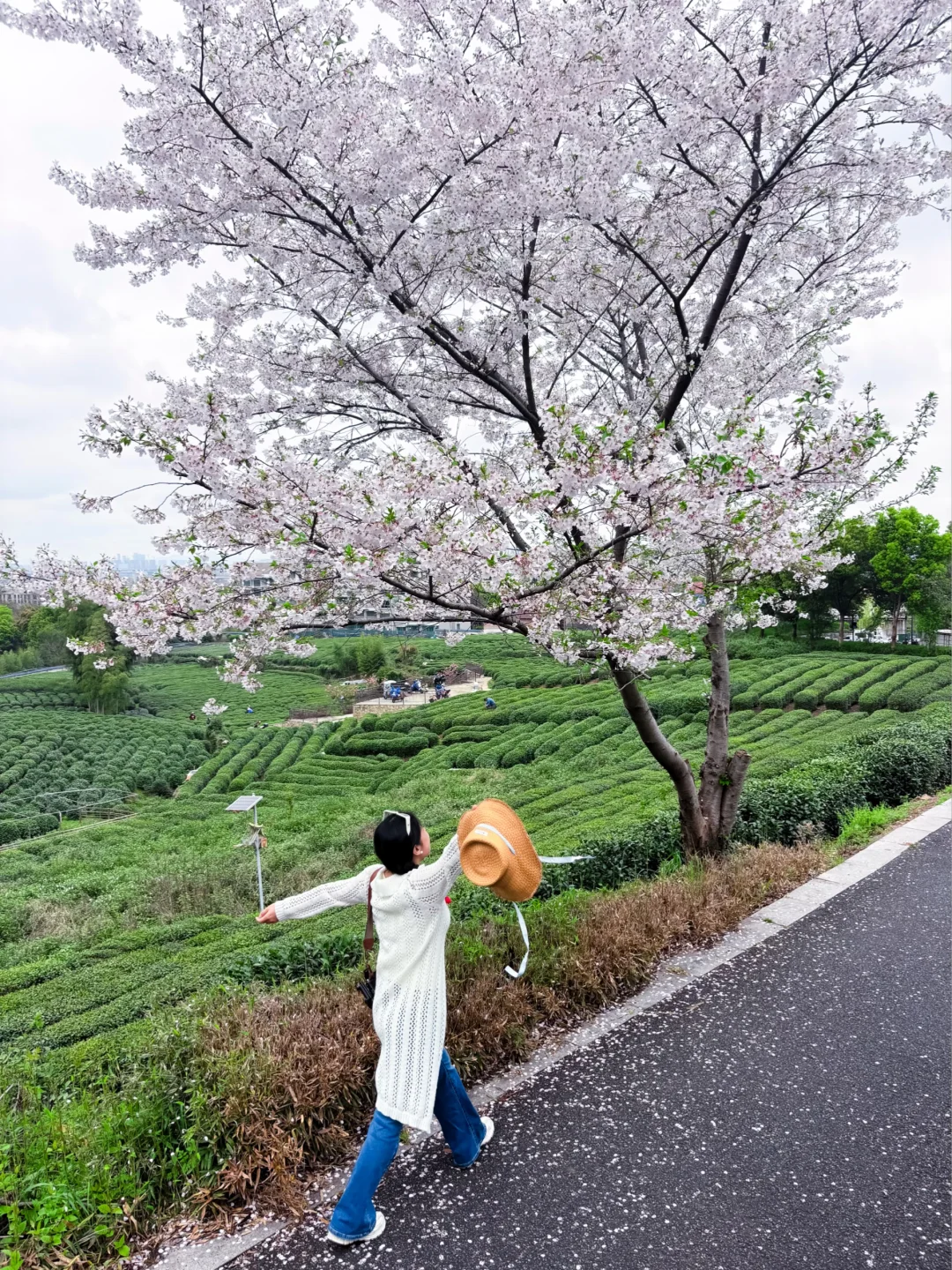 4.1实况🌸小猪线樱花🍃闯入现实版秒速5厘米