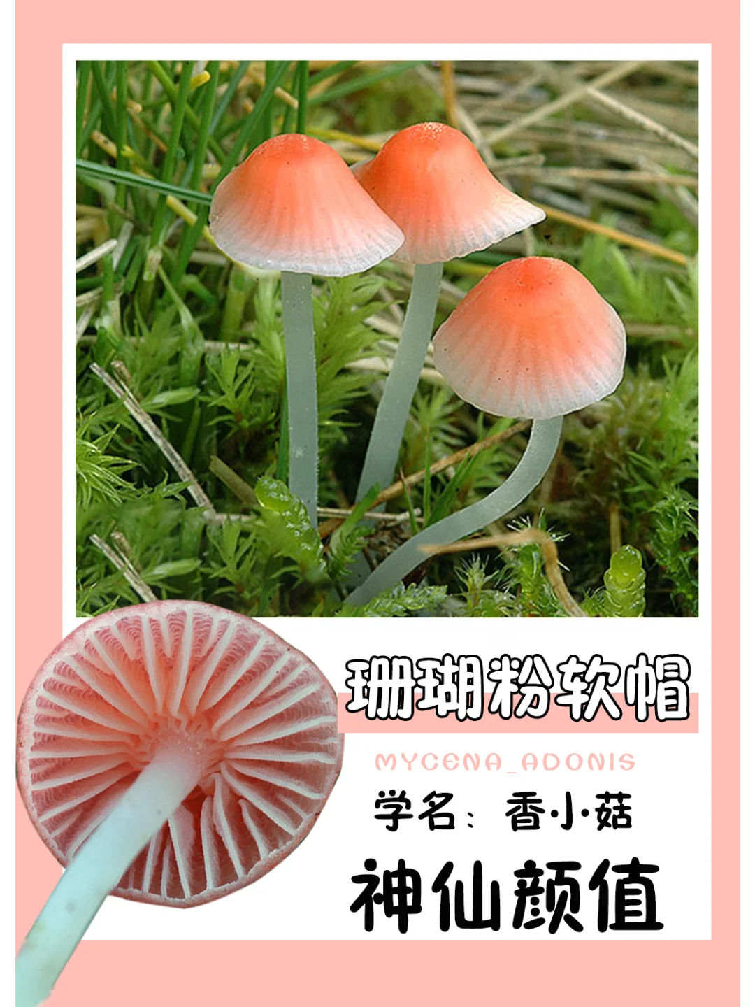 这颜值，谁不爱呢？